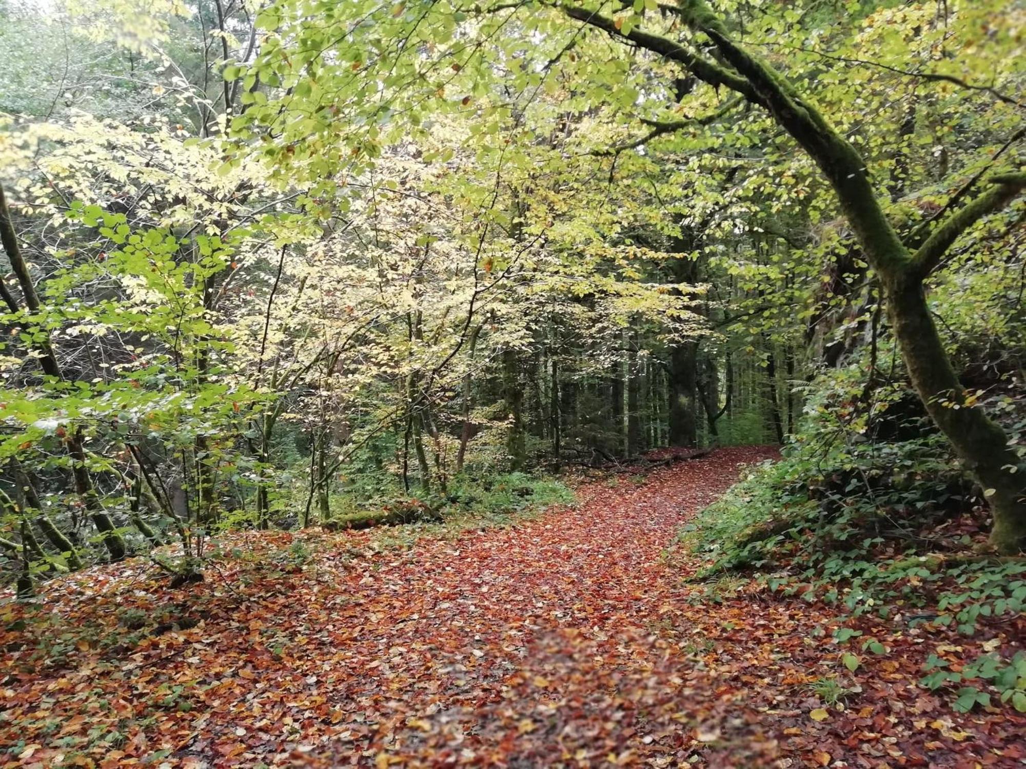 La Ferme Oubliee Villa Paliseul Exteriör bild